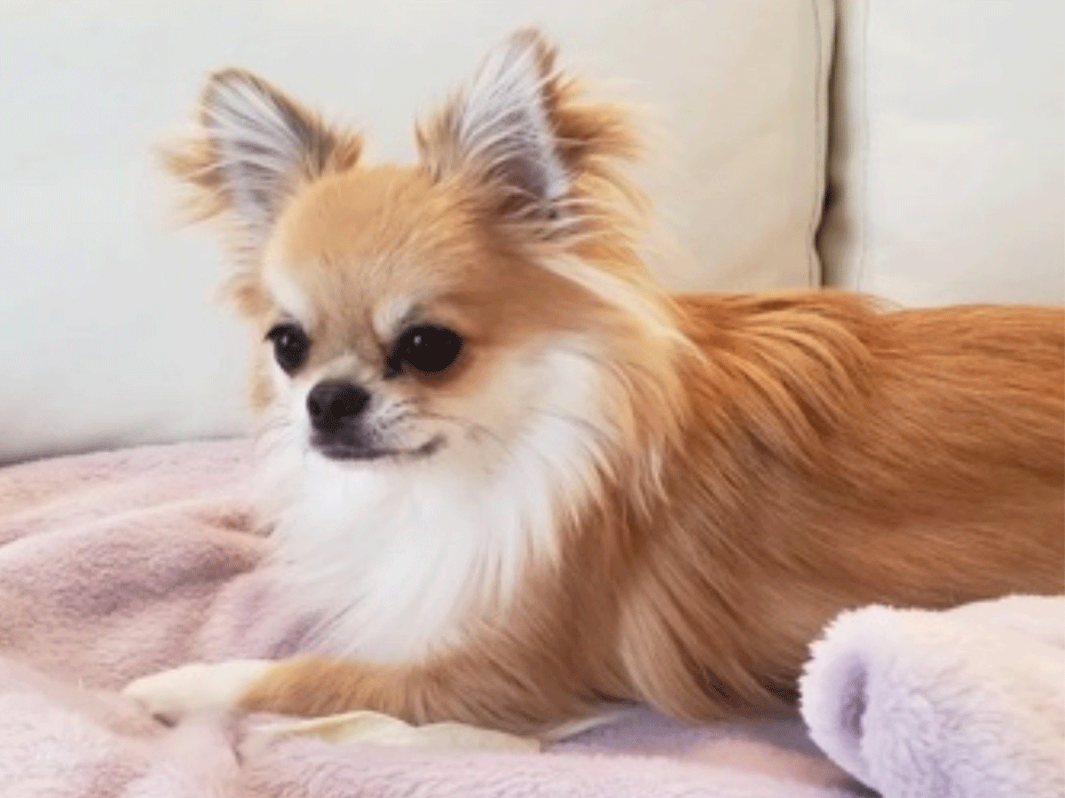 オーダーパワーストーン ペットお守りストーン